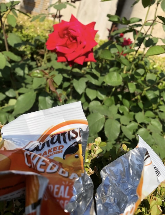 Earth Day: Why We Need More Advocacy for Our Home